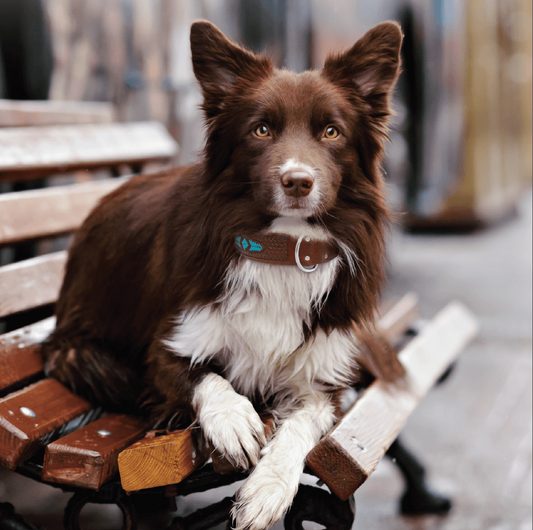 Sierra Turquoise Rawhide Weaving Leather Dog Collar - Comfortable & Stylish, 4 Sizes Available