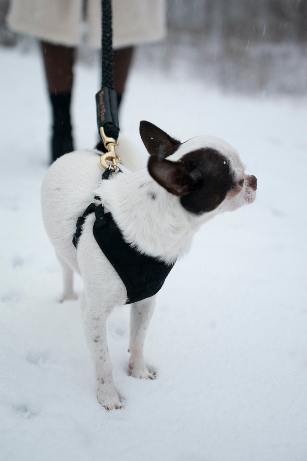 Premium Rope Leash for Dogs (Standalone) - French-Inspired, Made in the USA