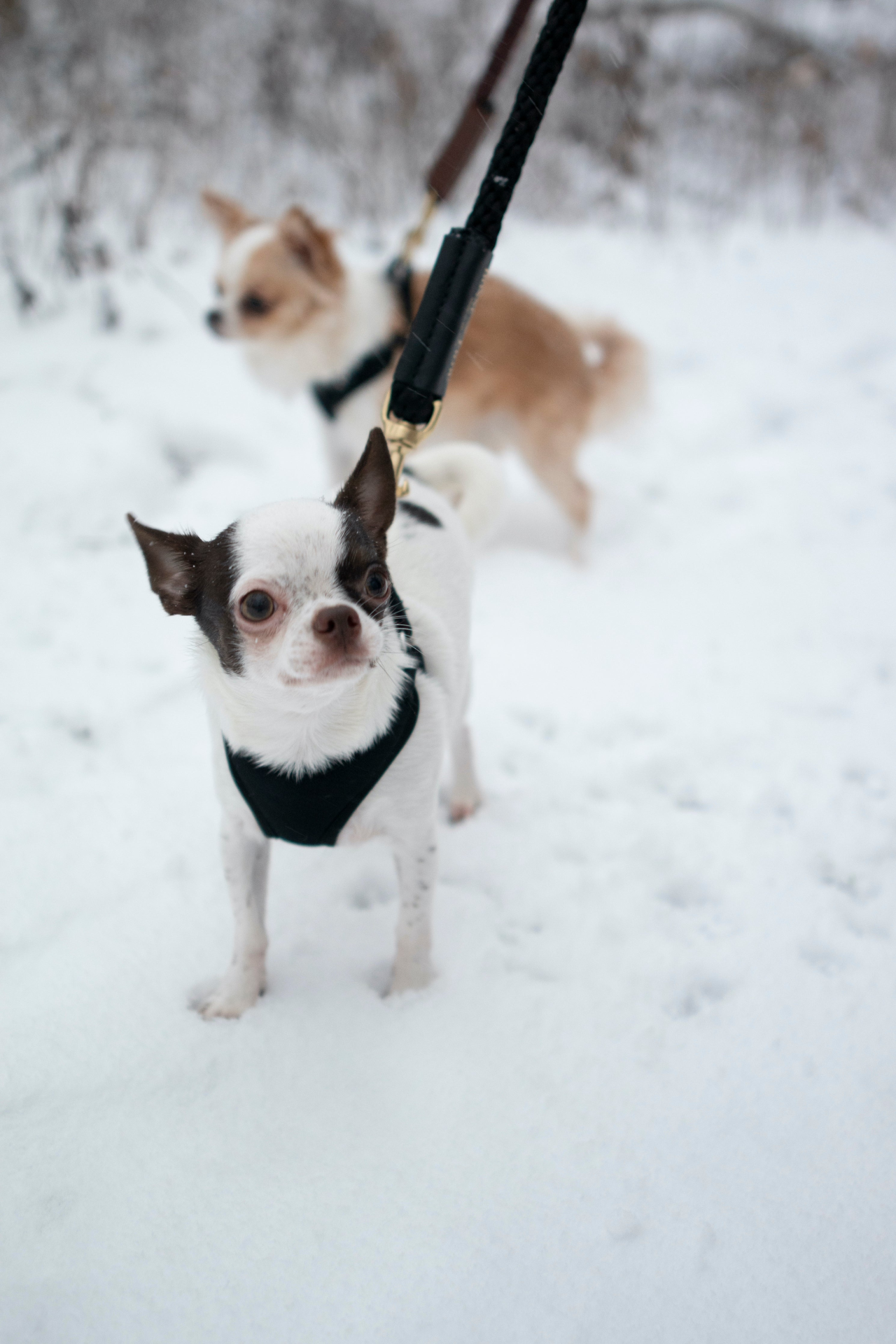 Premium Rope Leash for Dogs (Standalone) - French-Inspired, Made in the USA